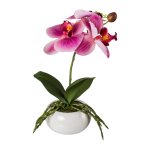 Phalaenopsis in Keramikschale
