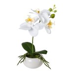 White orchid in ceramic bowl
