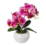 Orchid in ceramic pot