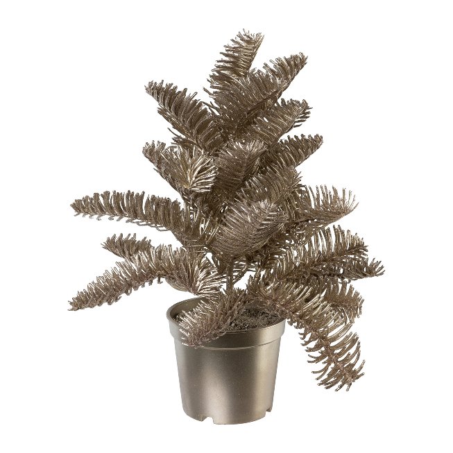 Potted fir tree