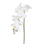 Orchid stem 98cm