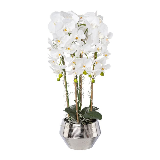 Orchid in silver pot 75cm