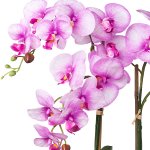 Real Touch orchid 53cm cm