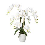 White orchid in ceramic pot 67cm