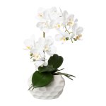 White orchid in ceramic pot