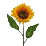 Sonnenblume DM 11cm