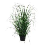 Grass bush in pot