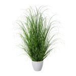 Grass bush in white plastic pot