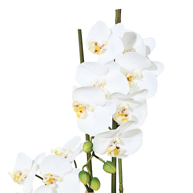 Weiße Orchidee in Keramikschale