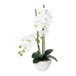White orchid in ceramic bowl