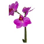 Purple orchid in ceramic bowl