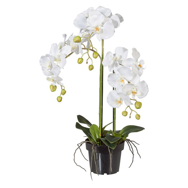 Orchidee im Kunststofftop
