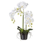 Orchid in plastic pot