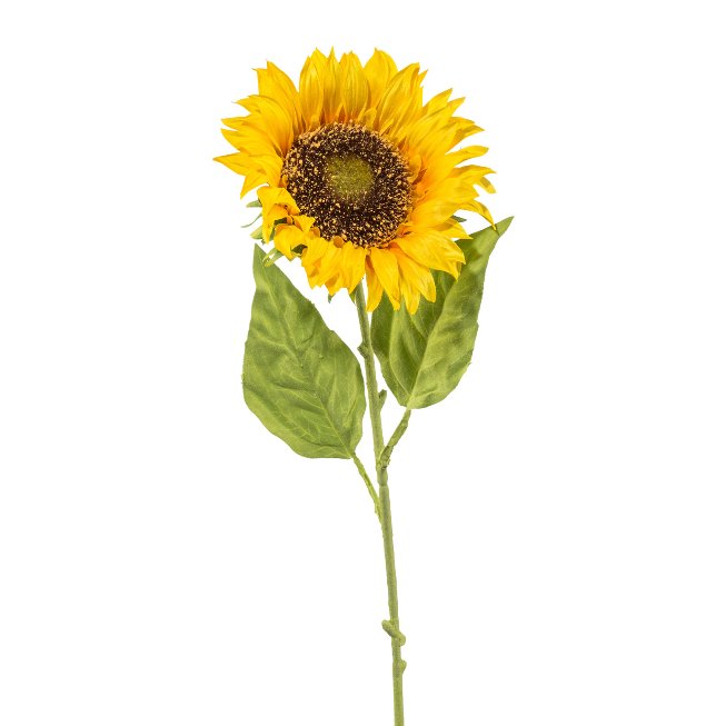 Sonnenblume DM 13cm