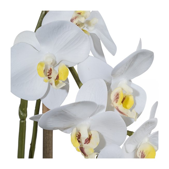Mini-Orchidee im Keramiktopf