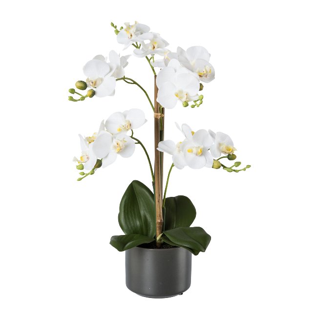 Orchidee im grauen Keramiktopf