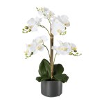 Orchid in gray ceramic pot