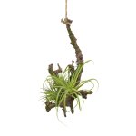 Hanging branch with tillandsia