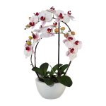 Pink orchid in ceramic pot 52cm