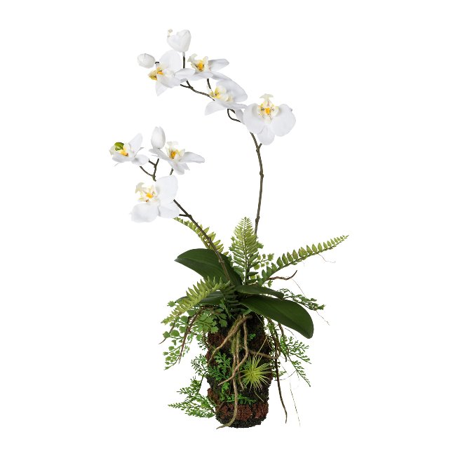 Orchid fern arrangement