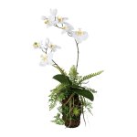 Orchid fern arrangement