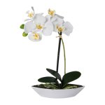 Weiße Orchidee in ovaler Schale