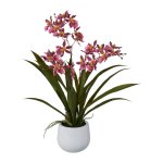 Gambia-Orchidee im Keramiktopf