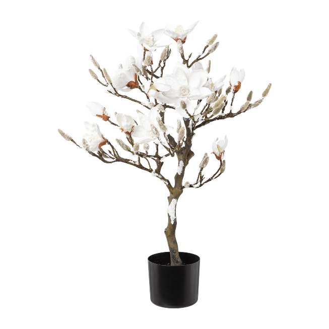 WINTER magnolia tree