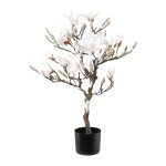 WINTER-Magnolienbaum