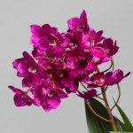 Kunstpflanze Orchidee im schwarzen Topf