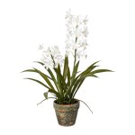 Orchid in cement pot