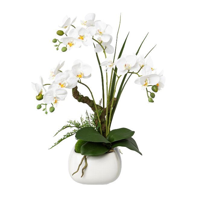 Weiße Orchidee im Keramiktopf