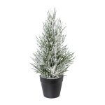 Fir tree with snow in pot