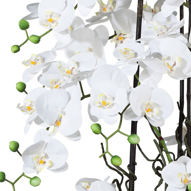 White orchid in ceramic bowl