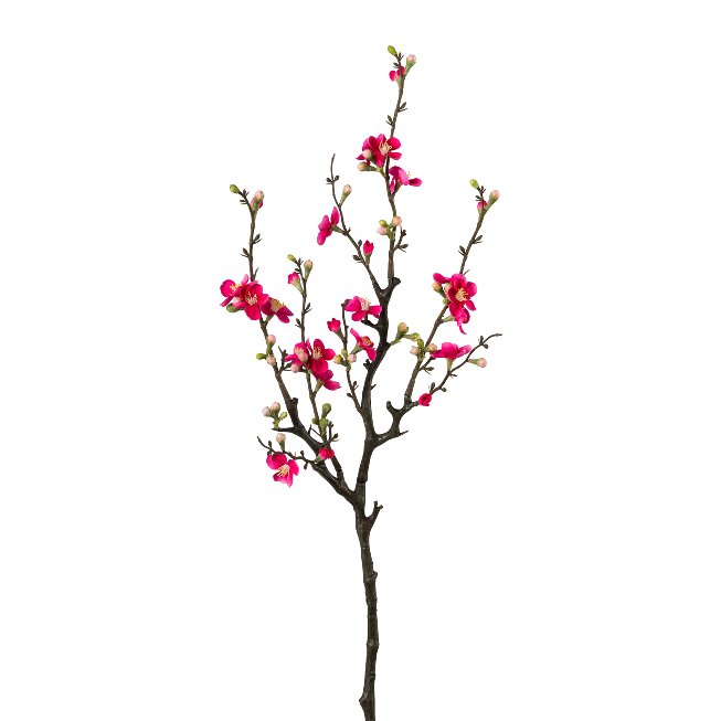 Quince branch