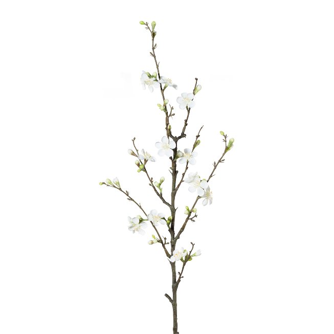 Quince branch