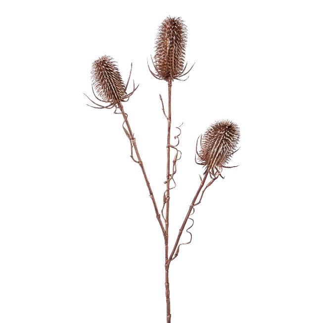 Card thistle, 58cm, copper,