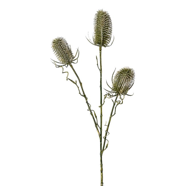 Card thistle, 58cm, green,