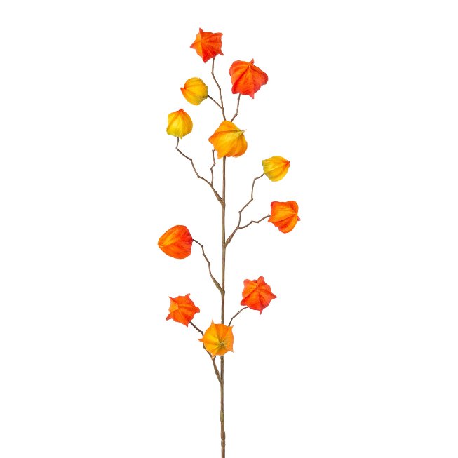 Physalis, 80cm, orange