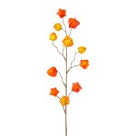 Physalis, 80cm, orange