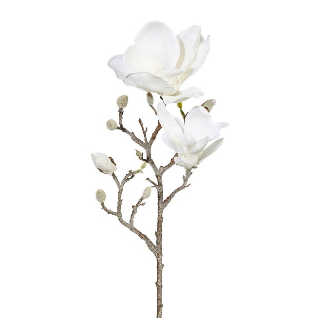 WINTER Magnolienzweig