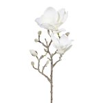 WINTER magnolia branch