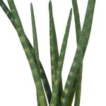 Artificial plant Sanseveria 45cm