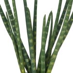 Artificial plant Sanseveria 45cm