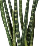Artificial plant Sanseveria 45cm