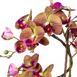 Orchideenarrangement ca 70cm