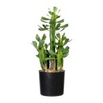 Euphorbia x5