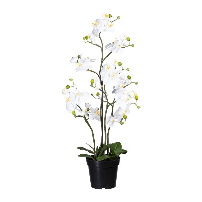 Phalaenopsis x9