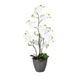 Orchid with soil 90cm