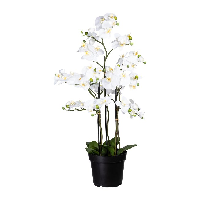 White orchid with soil 110cm